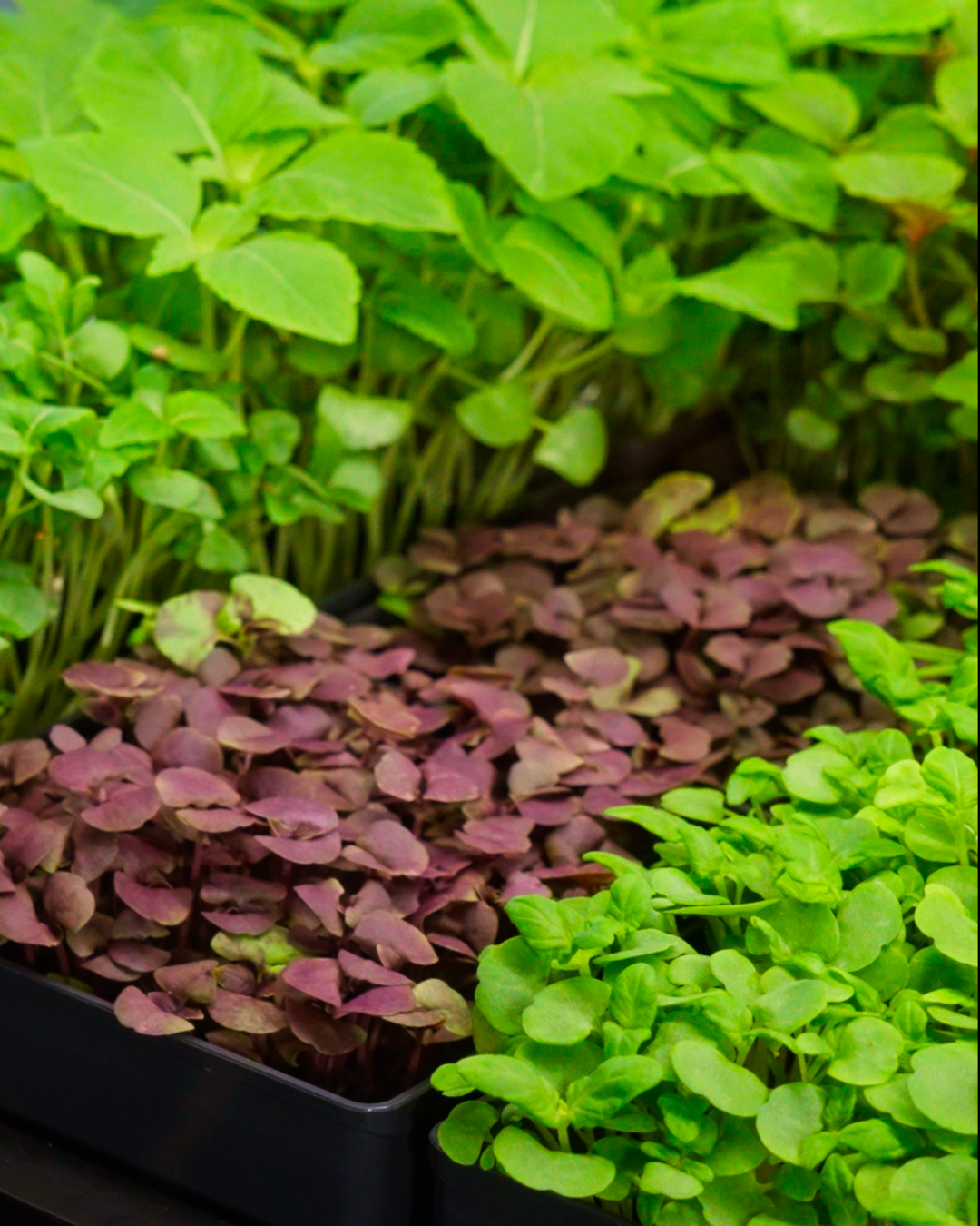 Ouiplant Pro