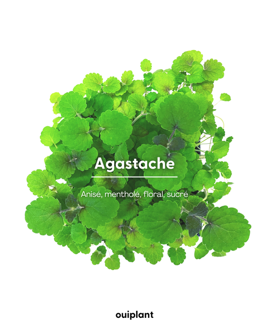 Agastache