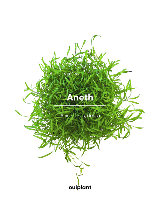 Aneth