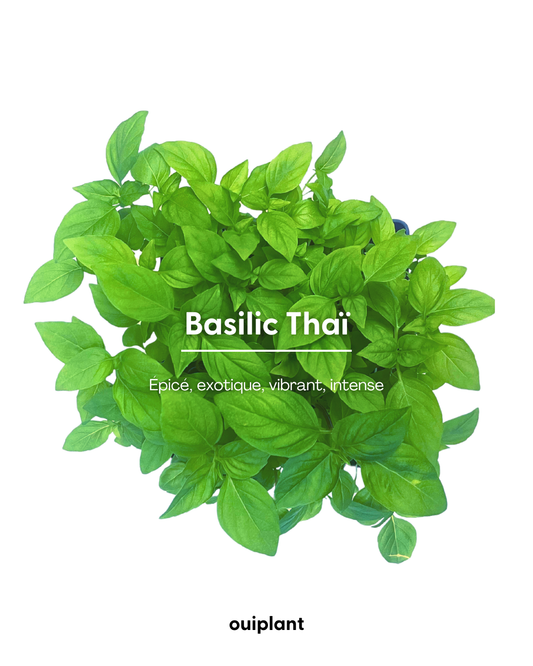 Basilic Thaï