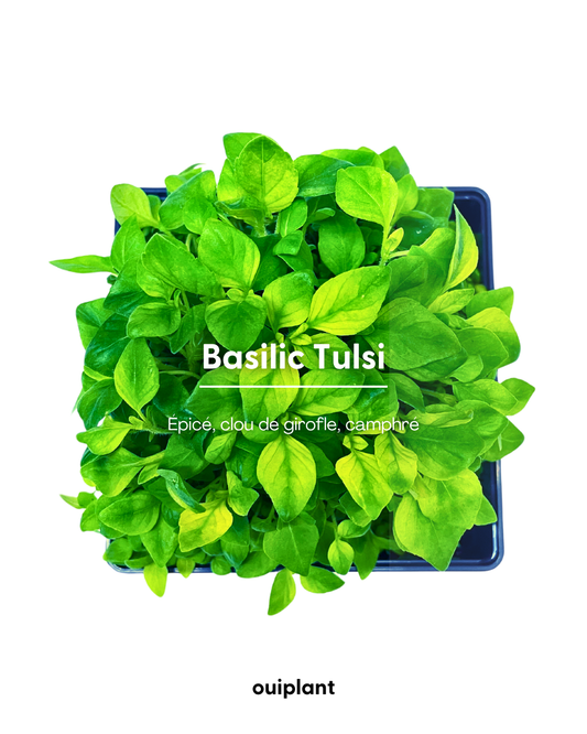 Basilic Tulsi