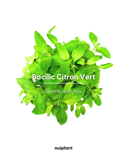 Basilic Citron Vert