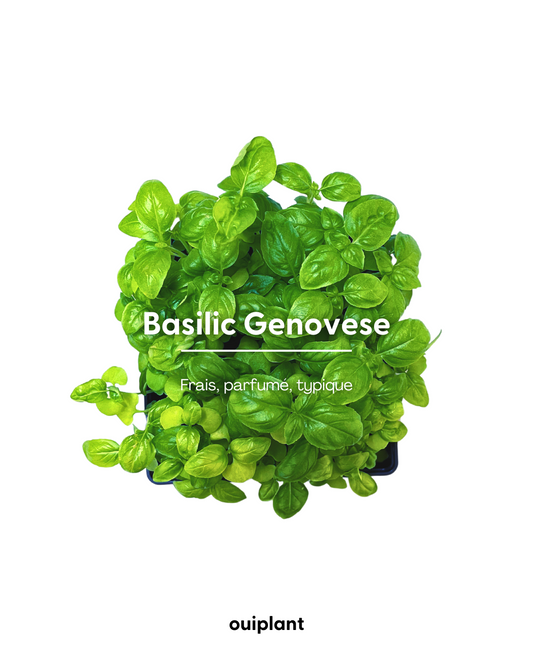 Basilic Genovese