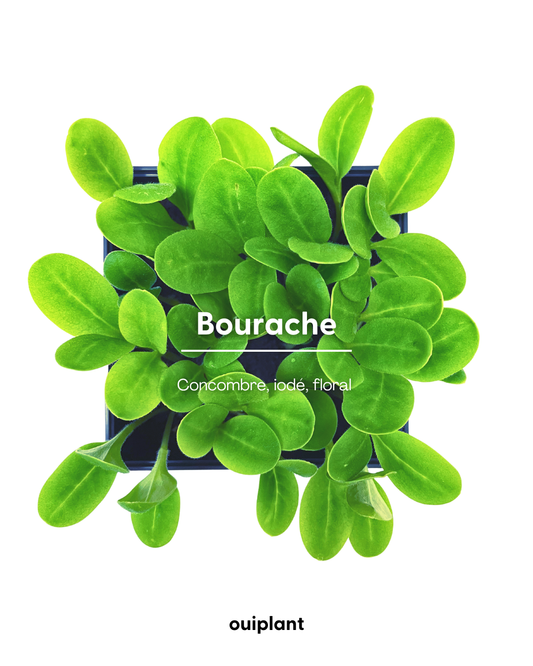 Bourrache