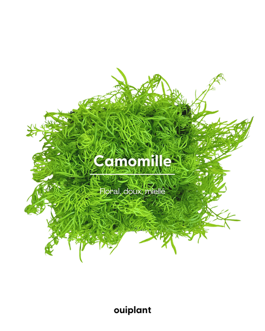 Camomille