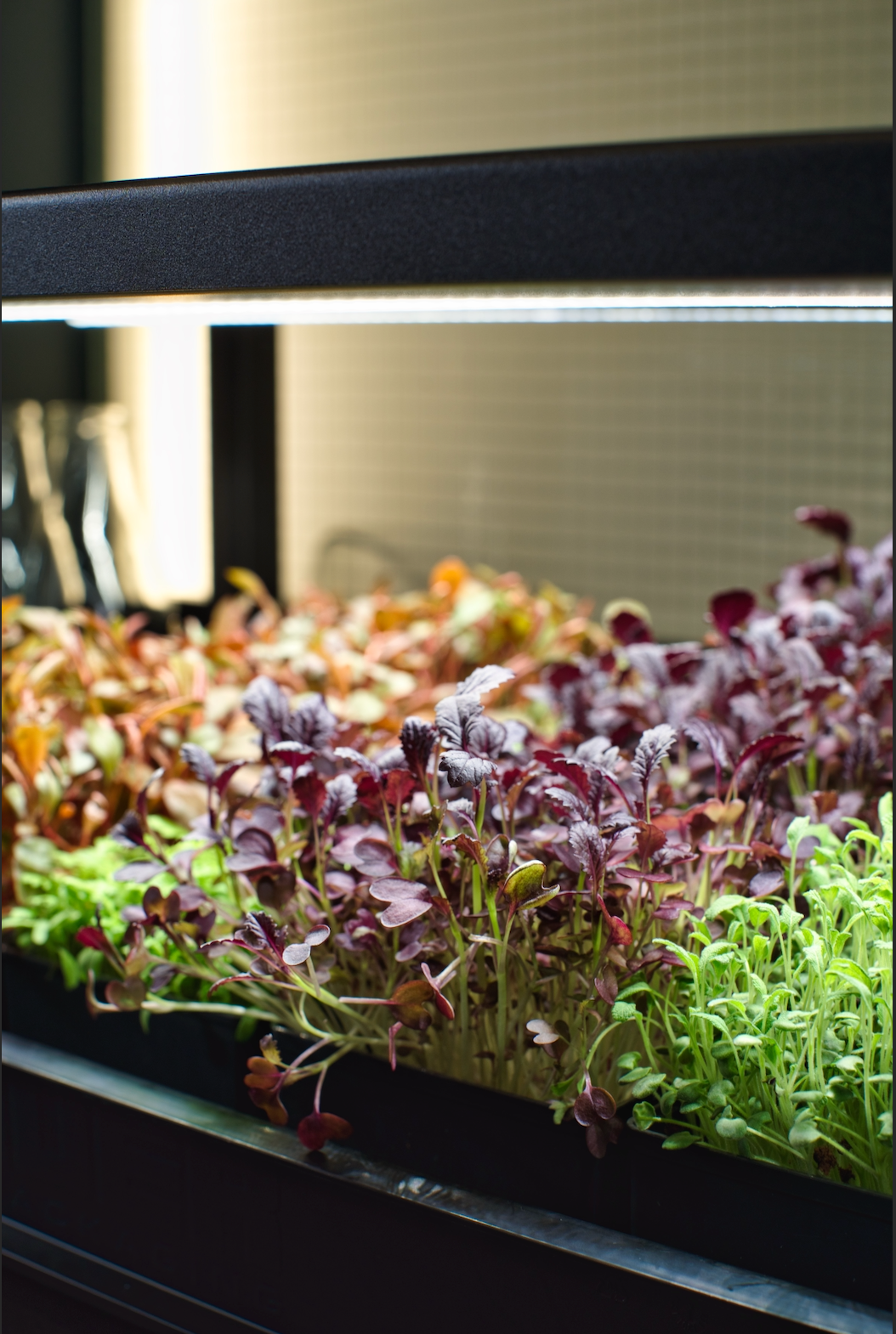 Ouiplant Mini