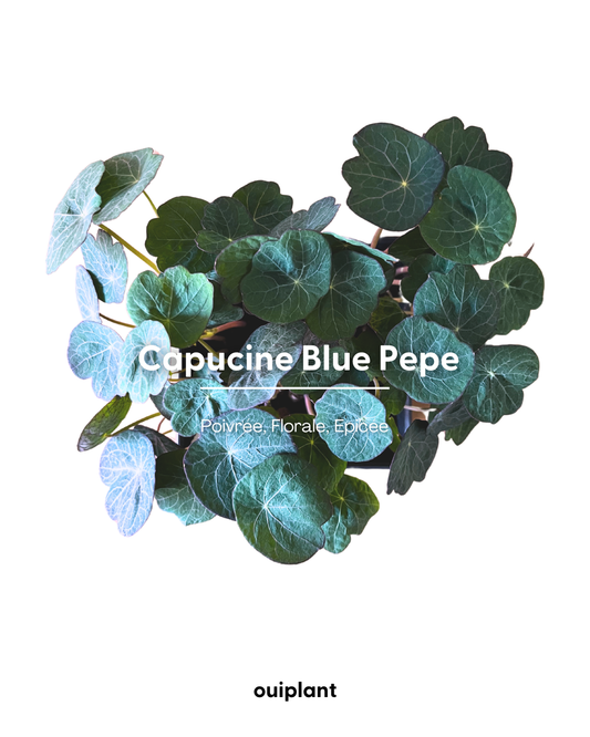 Capucine Blue Pepe