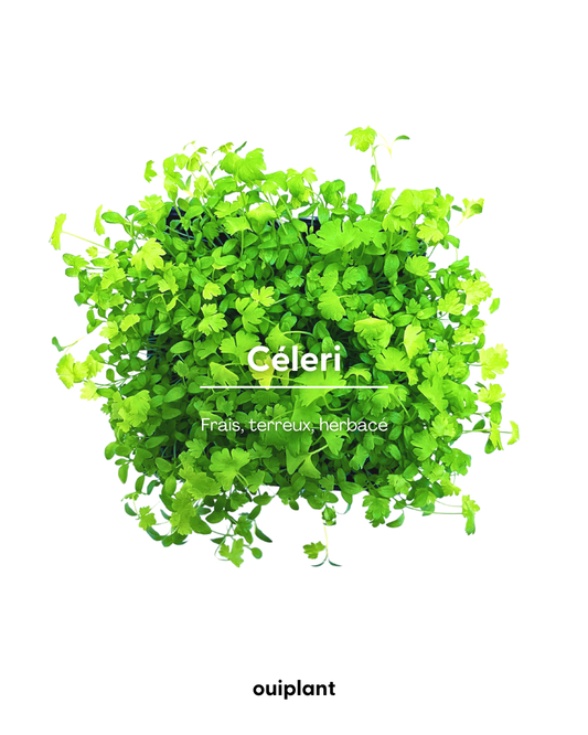 Céleri