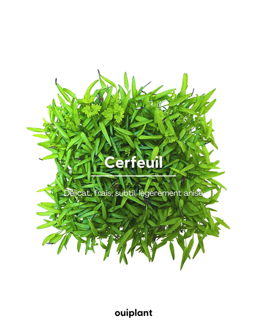 Cerfeuil