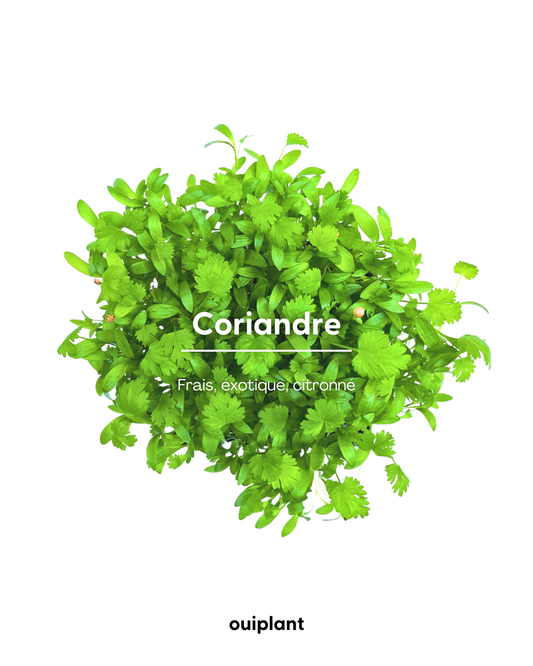 Coriandre