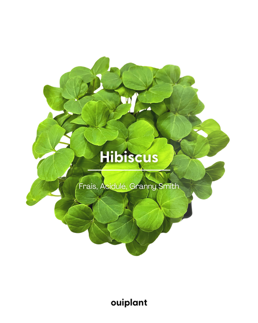 Hibiscus