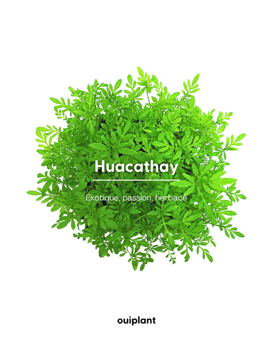 Huacatay