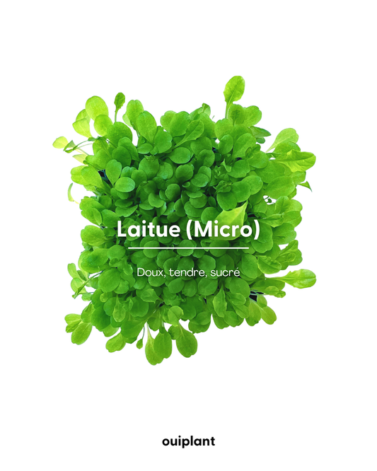 Laitue