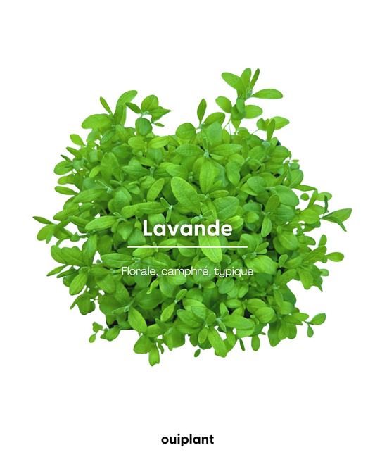 Lavande