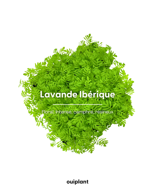 Lavande Ibèrique
