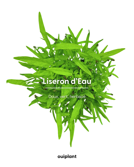 Liseron d'eau