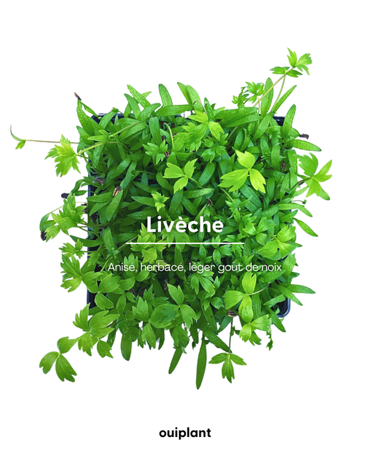 Livèche