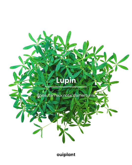 Lupin