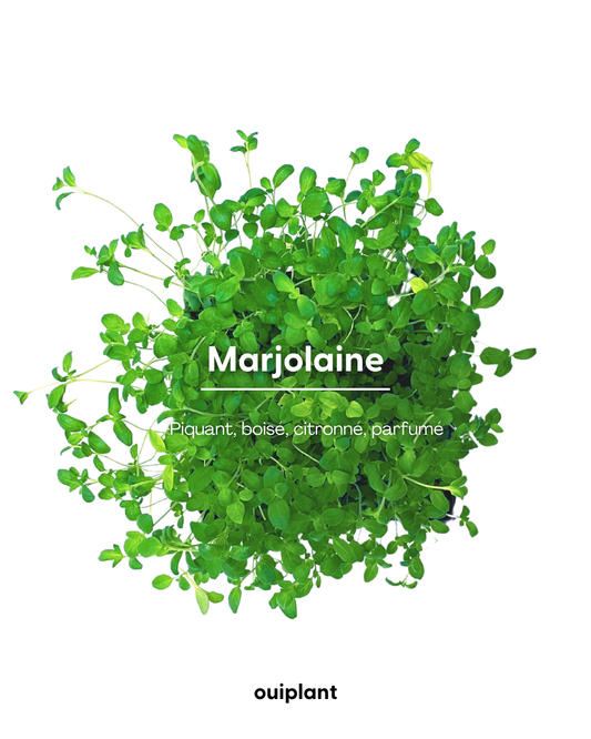Marjolaine