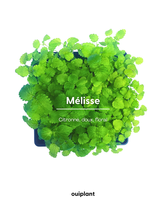 Mélisse