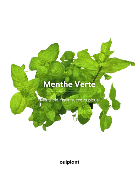 Menthe Verte