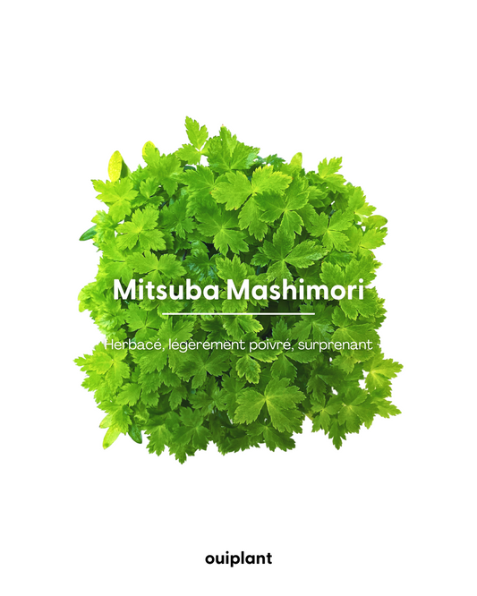 Mitsuba Mashimori