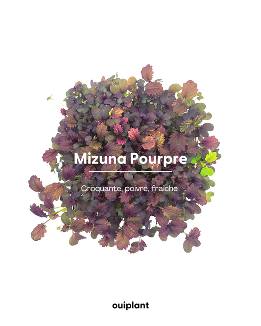 Mizuna Pourpre