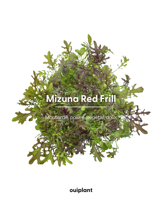 Mizuna Red Frills