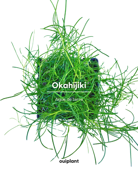 Okahijiki