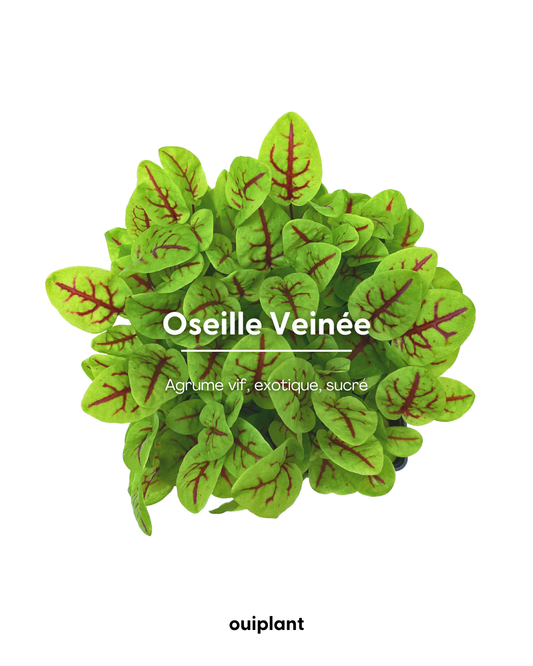 Oseille veinée