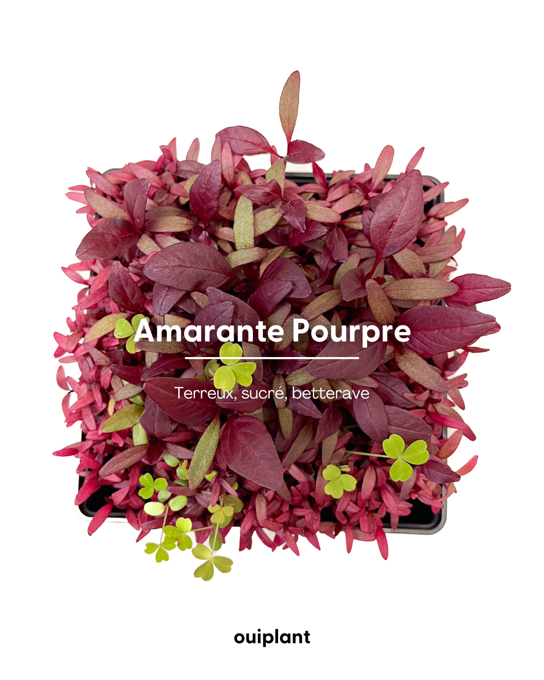 Amarante Pourpre