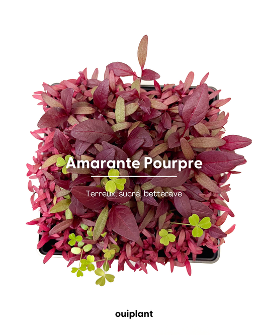 Amarante Pourpre