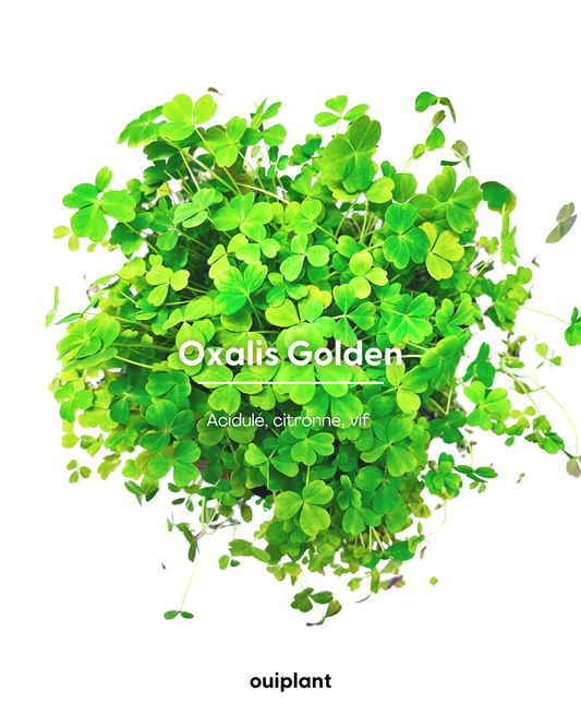 Oxalys (petit doré)
