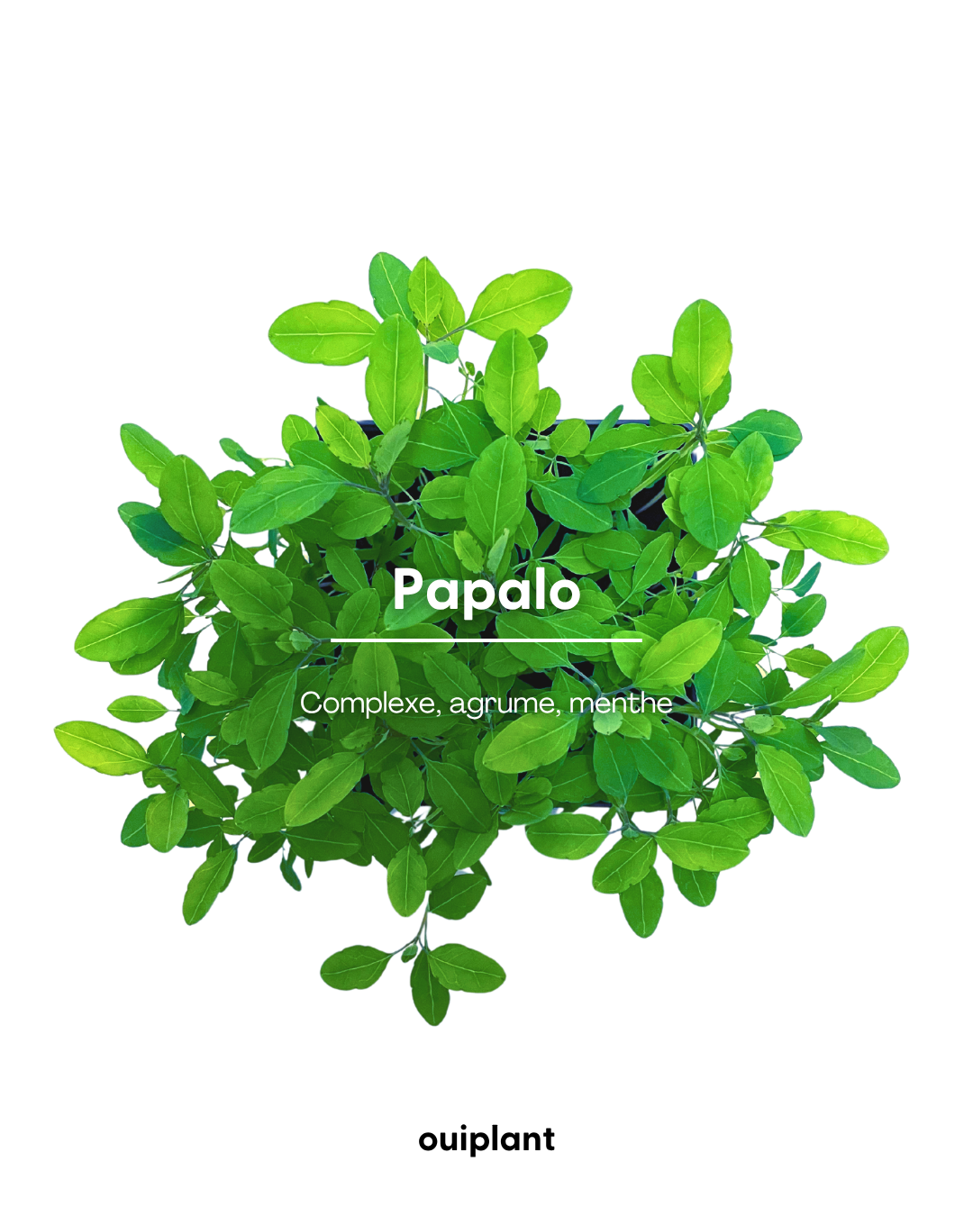 Papalo