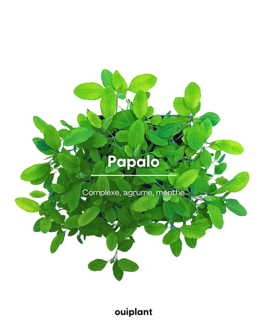Papalo