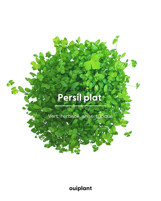 Persil Plat