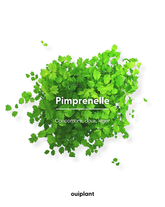 Pimprenelle