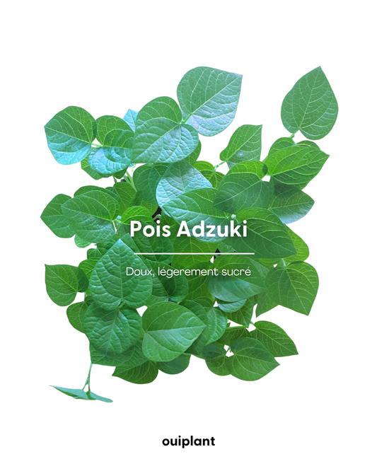 Pois Japonais "Adzuki"