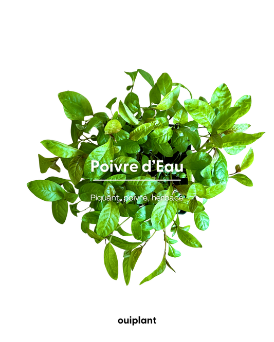 Poivre d'eau