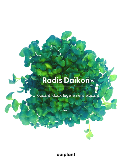 Radis Daïkon