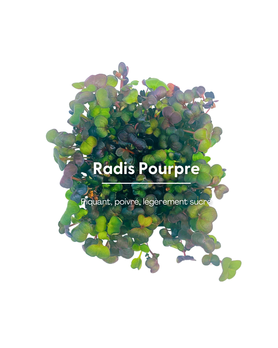 Radis Pourpre