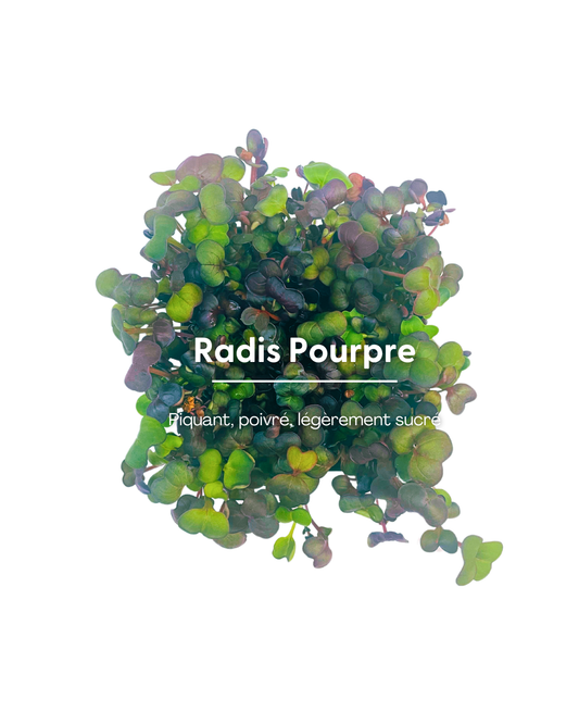 Radis Pourpre