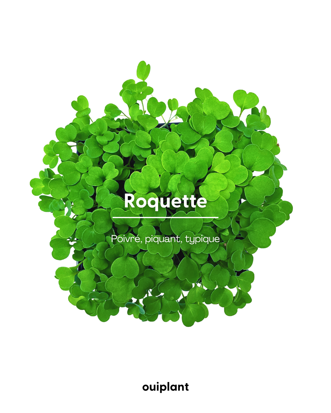 Roquette