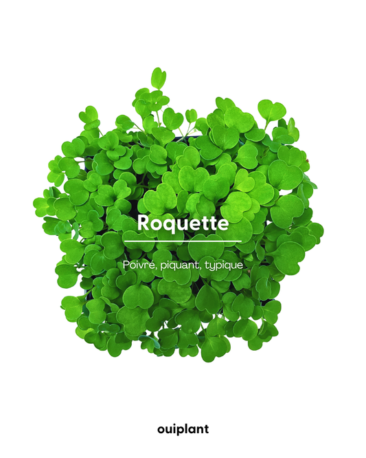 Roquette