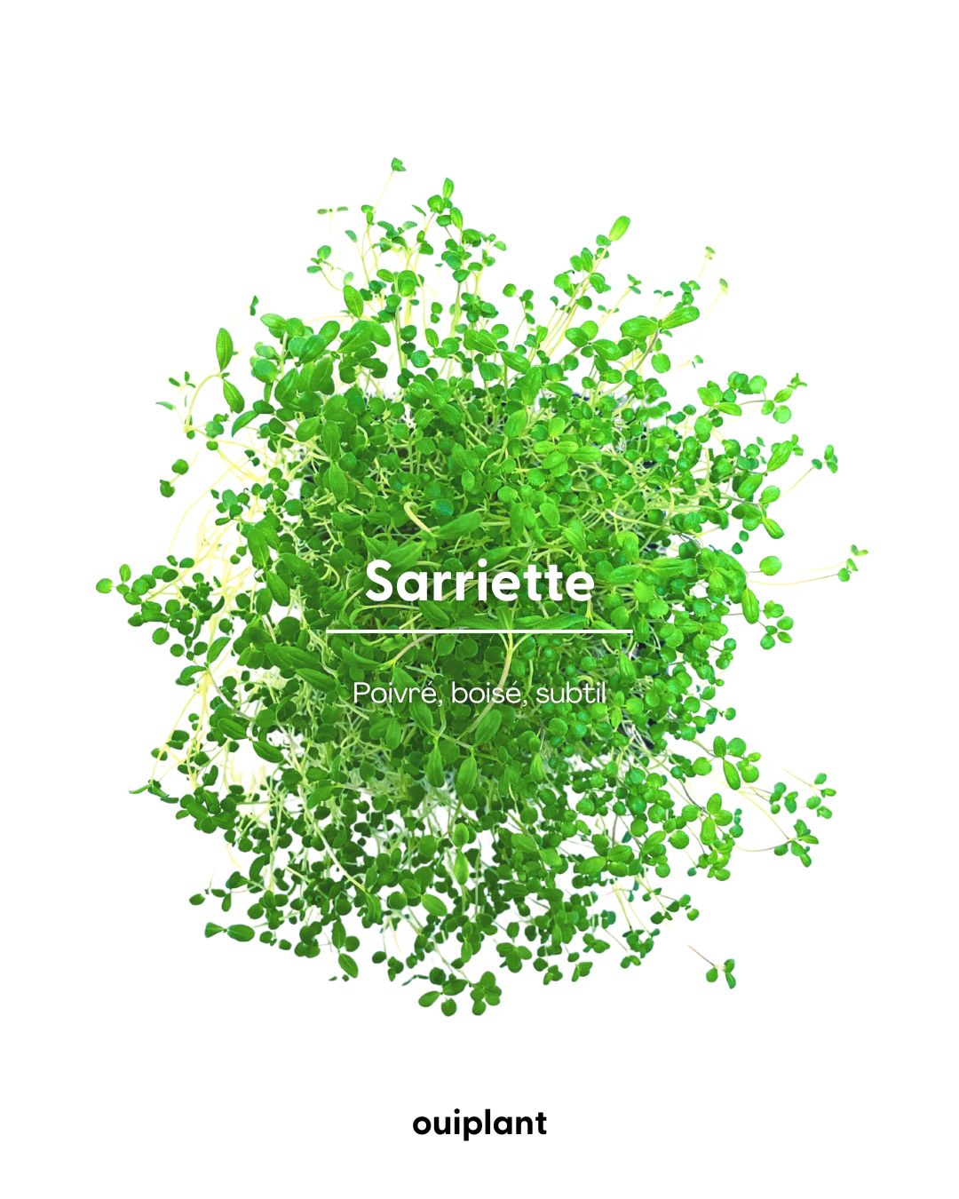 Sarriette