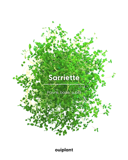 Sarriette