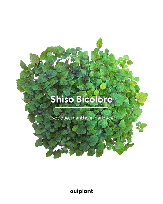 Shiso Bicolore