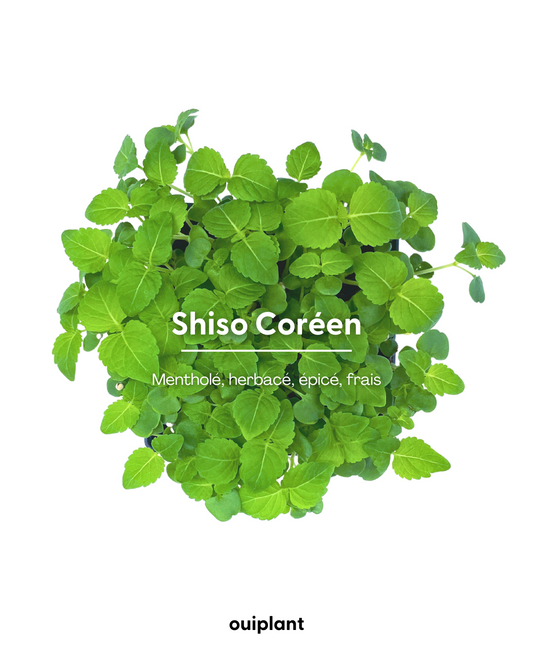 Shiso Vert Coréen