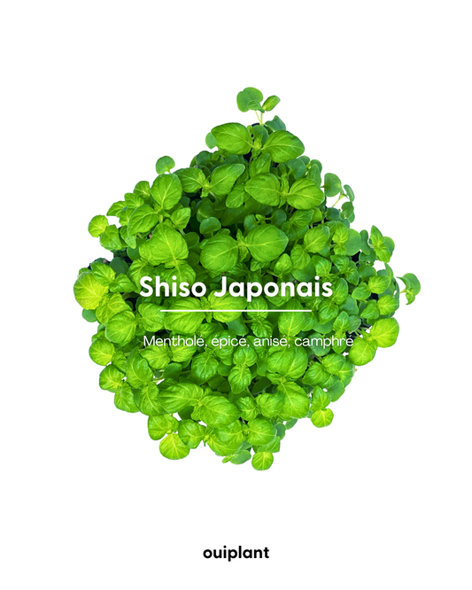Shiso Vert Japonais