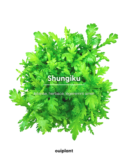 Shungiku